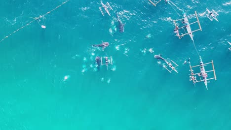 whale shark tourism in oslob, philippines, drone top view