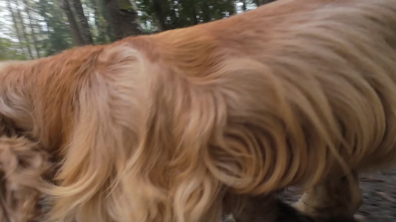Happy dog running in slow motion in a forrest