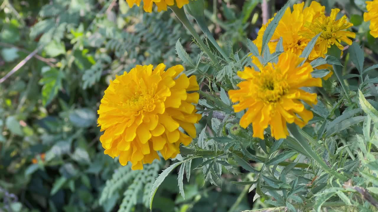 Closeup of Marry Gold flowers with bright yellow color