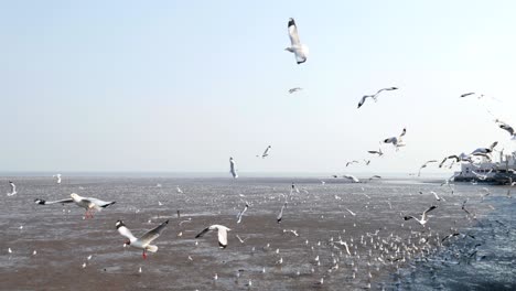 gaviotas dando vueltas por encima del bosque de manglares en bang pu samut prakan, tailandia