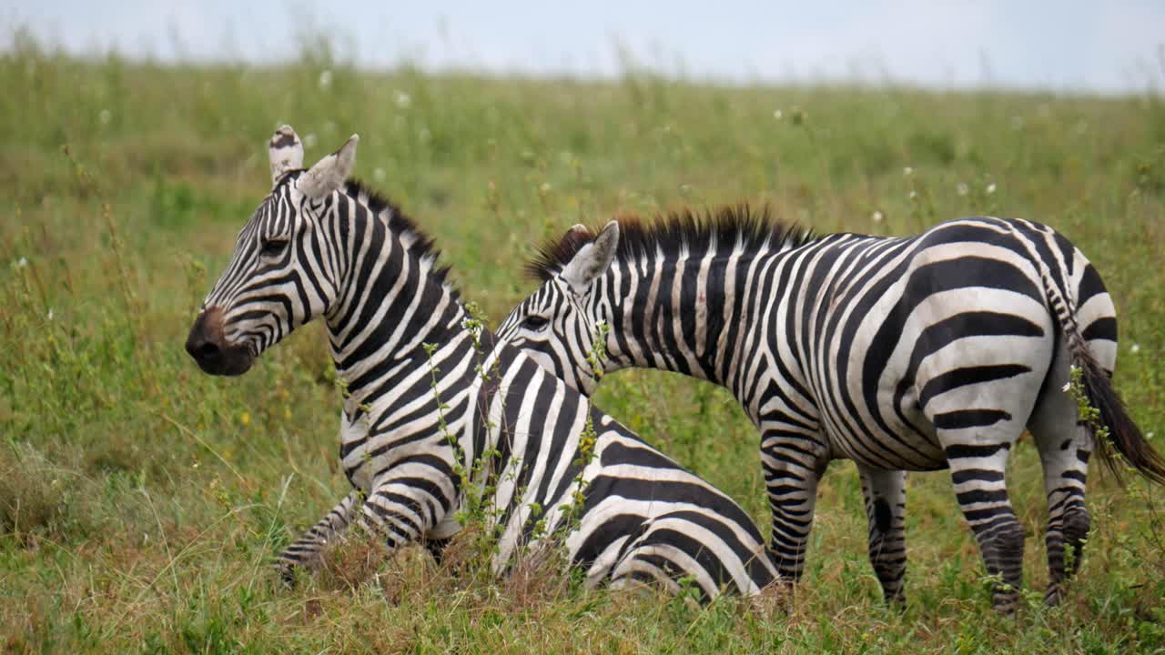 Zebras grazing on the African savannah during a safari in Tanzania, peaceful and natural