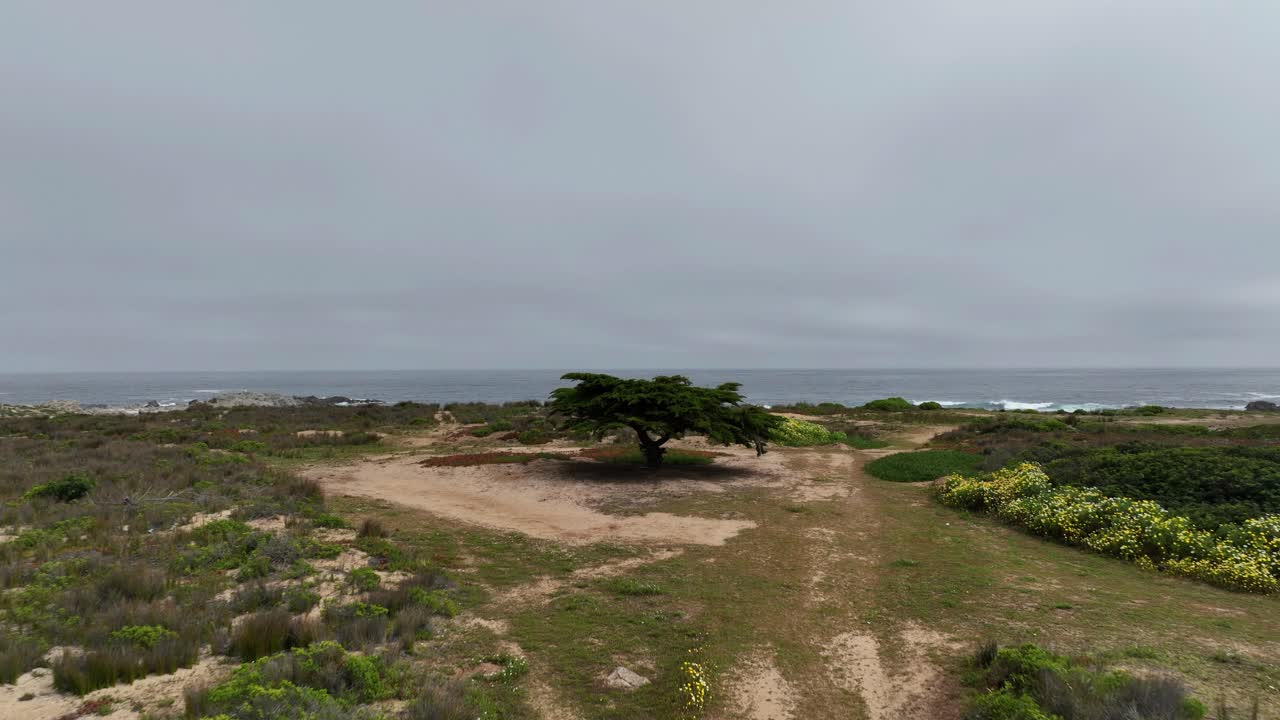 toma aérea de un gran árbol en la costa con cielos nublados grises y mar en el fondo