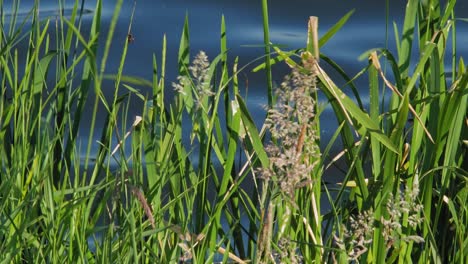 Green-grass-flowers-dancing-in-the-wind-by-a-lake-in-Kolbudy-Village,-Poland