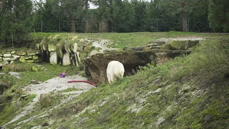 Weitwinkelaufnahme-Eines-Eisbären,-Der-Im-Schutzgebiet-Im-Gras-Herumschnüffelt