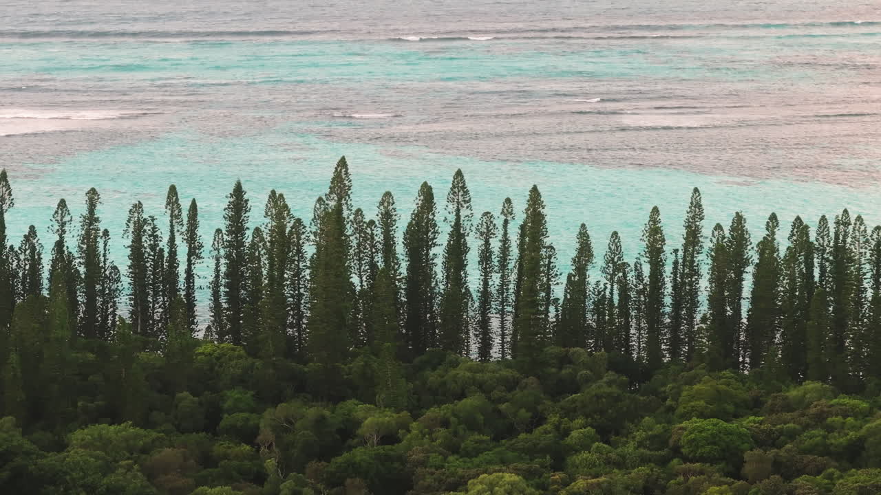 Aerial view of lush coastal forest and turquoise lagoon in New Caledonia, with iconic columnar pines lining the shoreline