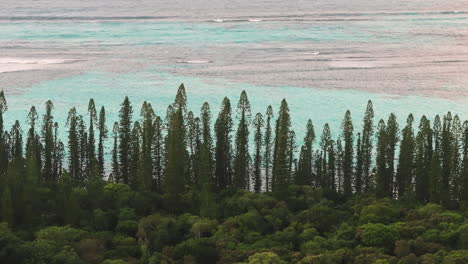 aerial view of lush coastal forest and turquoise lagoon in new caledonia, with iconic columnar pines lining the shoreline