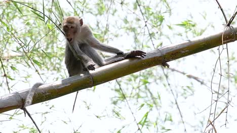 los macacos de cola larga son los monos más fáciles de encontrar en tailandia, ya que están presentes en complejos de templos, parques nacionales e incluso pueblos y ciudades