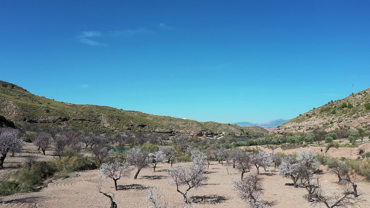 aerial view  of almond tress in bloom