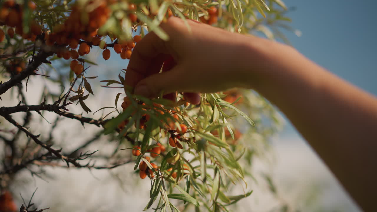 Sunlit branch with delicate gestures, Closeup of person picking berries under warm summer sky, Individual delicately harvesting buckthorn berries from sunlit rustic branch with textured details