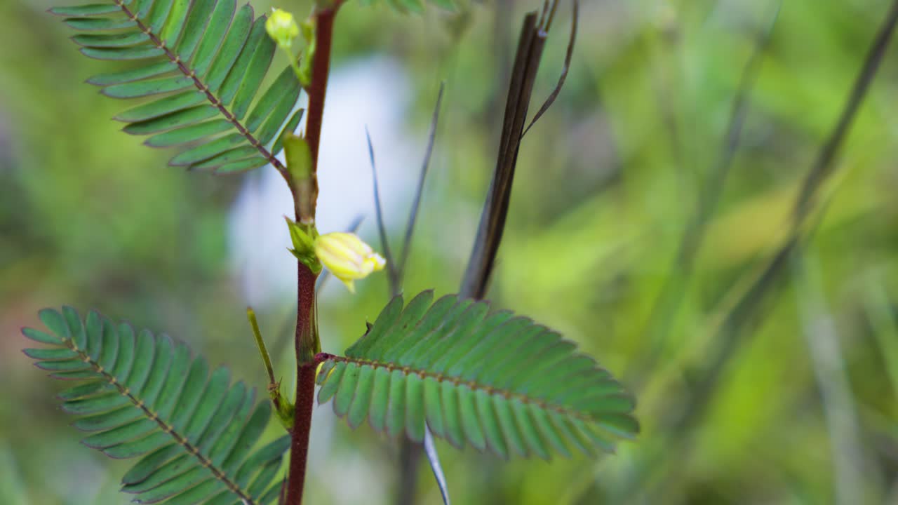 A close-up shot captures a finger softly pressing the leaf of a fern-like plant with emerging yellow buds, illustrating human interaction with delicate wild rainforest flora