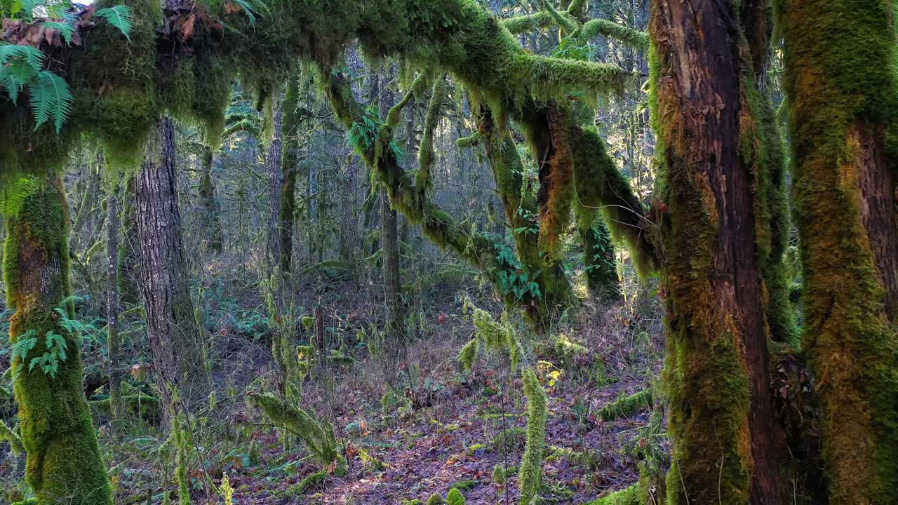 moviéndose a través de un denso bosque de árboles cubiertos de musgo y plantas de helecho