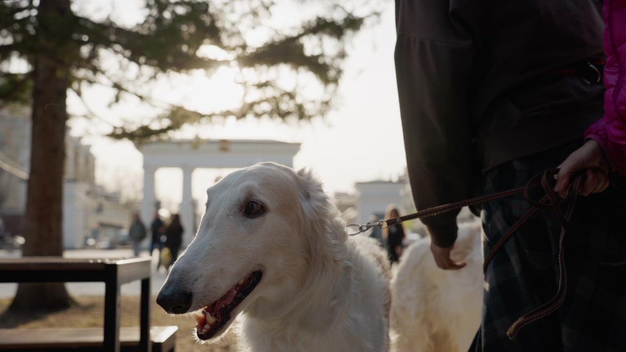 Un cane bianco cammina al guinzaglio tenuto da un adulto, con un altro compagno dall'aspetto simile nelle vicinanze. La scena si svolge all'aperto alla luce del giorno, con alberi e persone visibili sullo sfondo. La luce del sole crea.