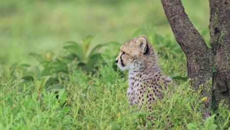 niño de guepardo retrato de cerca en áfrica en el parque nacional serengeti en tanzania, lindo bebé animales disparado de los cachorros de guepardos cara en la vida silvestre africana safari animales de juego de unidad