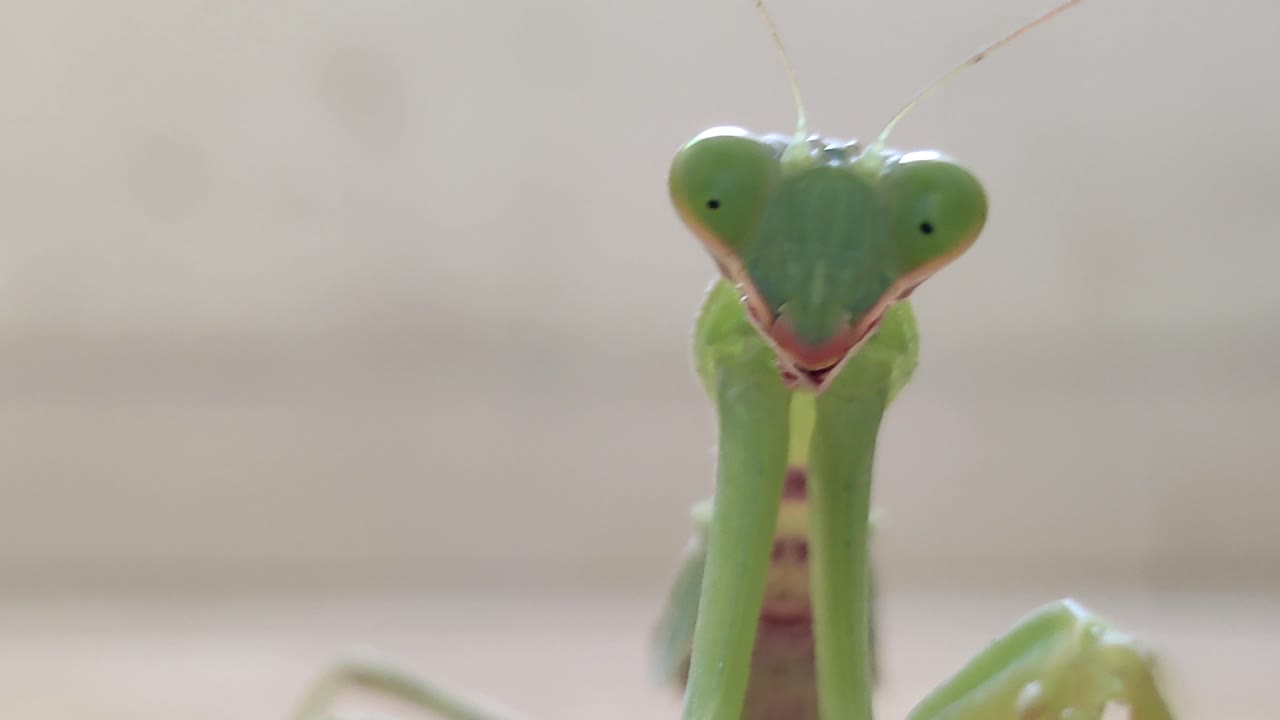 Close-up of a Praying Mantis