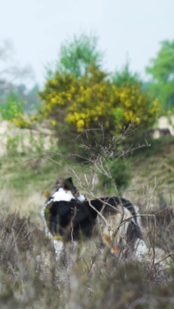 border collie en un campo
