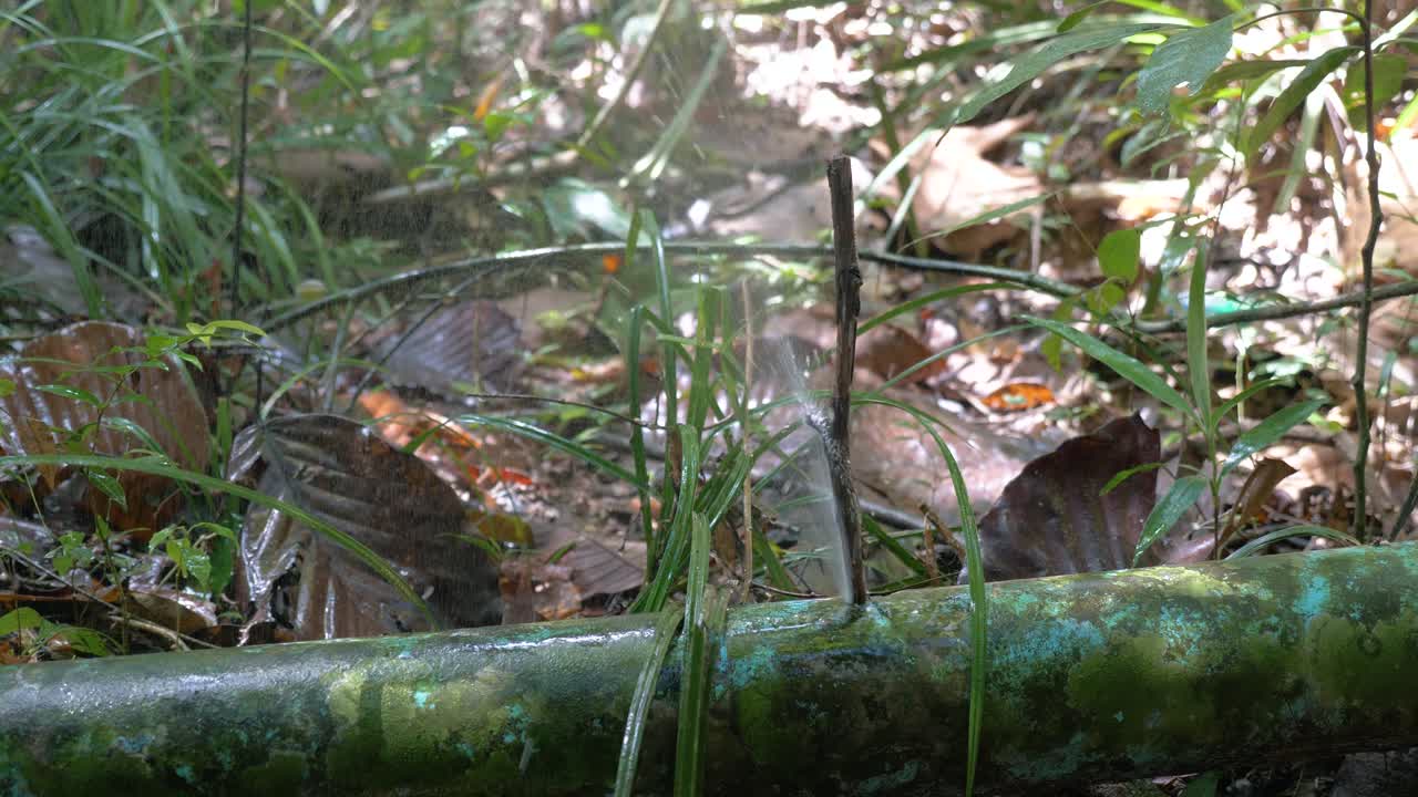 숲속의 녹슨 공업용 파이프에서 물이 새고, 새는 느린 동작을 막는 데 사용되는 나무 막대기