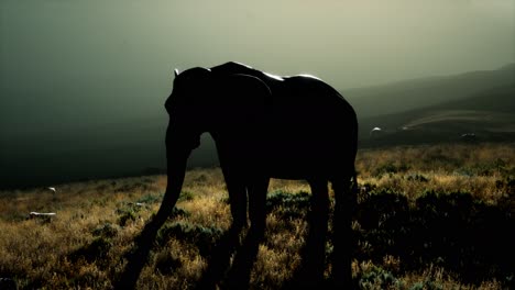 old african elephant walking in savannah against sunset