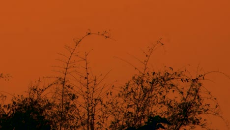 Birds-at-sunset-perched-upon-thin-sticks-of-bamboo-trees-and-bushes-in-Bangladesh