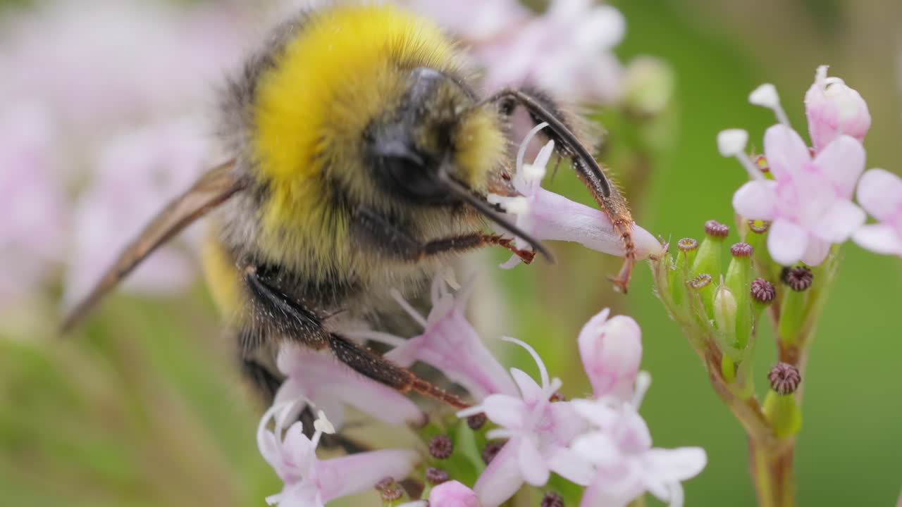 Bumblebee collects flower nectar at sunny day. Bumble bee in macro shot in slow motion.