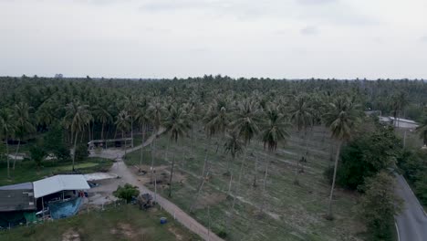aerial view of a vast coconut palm plantation with rural road and buildings