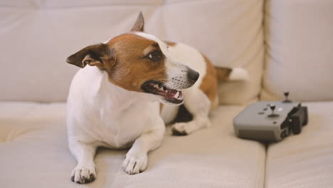 camera focuses on a relaxed dog lying on the sofa, next to a remote control