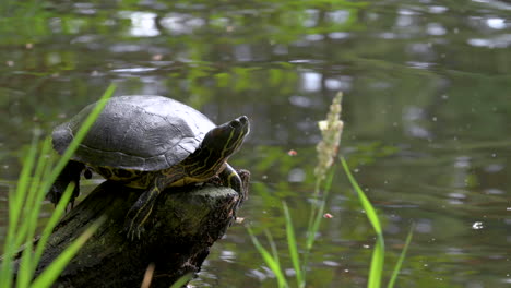 painted turtle sits motionless on small stump in calm pond, close up