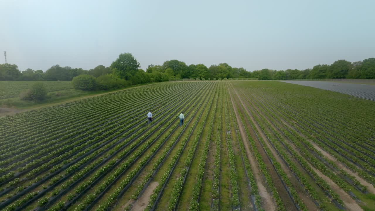 toma de órbita de dos hombres caminando en el gran campo de plantación verde de fresas