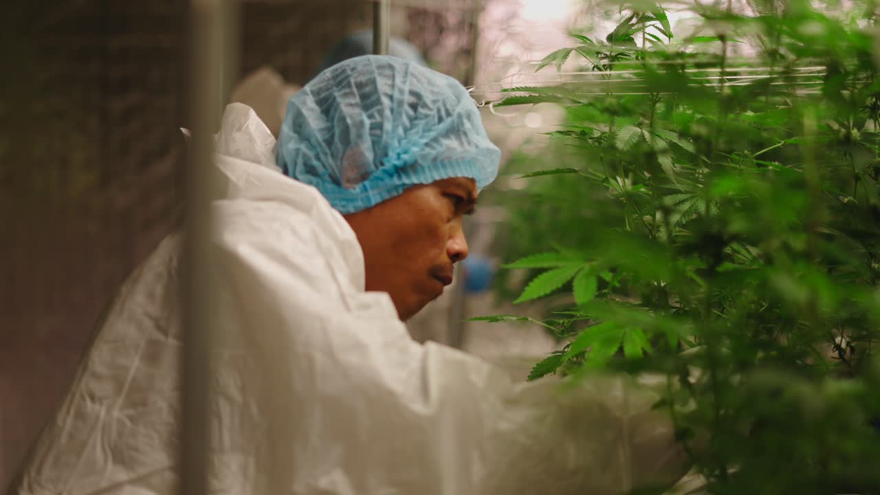 Cannabis Cultivator in Controlled Environment