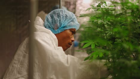 cannabis cultivator in controlled environment