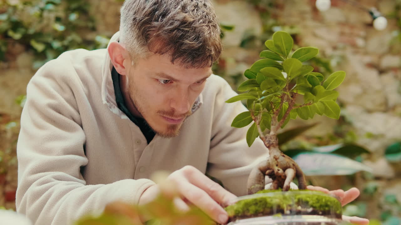 Uomo che si prende cura attentamente di un piccolo albero bonsai