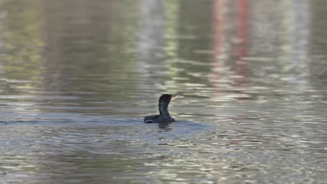 Ein-Kormoran-Schwimmt-In-Einem-See-Herum,-Als-Vor-Ihm-Ein-Anderer-Kormoran-Aus-Dem-Wasser-Auftaucht