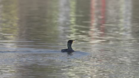 un cormorán nadando alrededor de un lago cuando otro cormorón surge del agua delante de él
