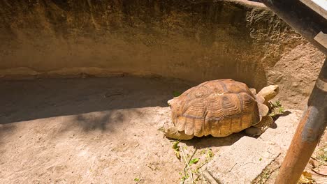 tortoise explores enclosure at chonburi zoo