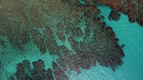 aerial view of healthy coral reefs in crystal clear caribbean water