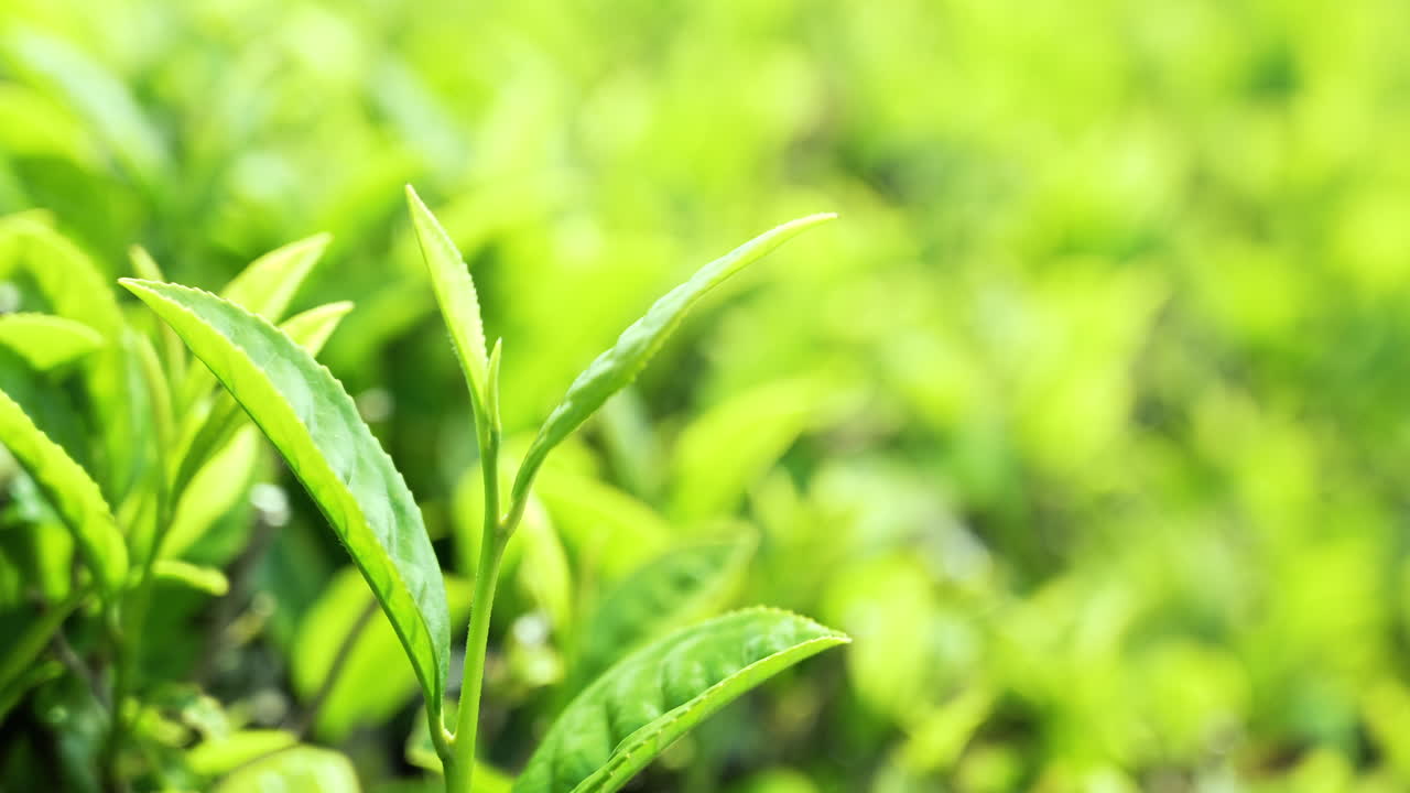 柔らかな自然光の下で、きらめく緑茶の葉のクローズアップ