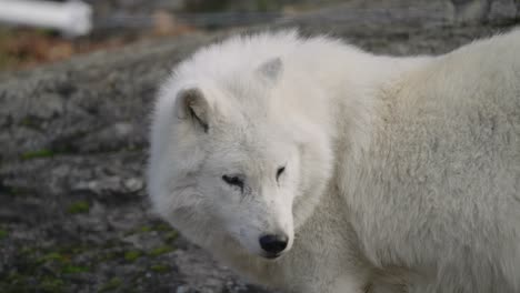 Lobo-ártico-Mira-Hacia-Otro-Lado---Parc-Omega,-Parque-Safari-En-Quebec,-Canadá