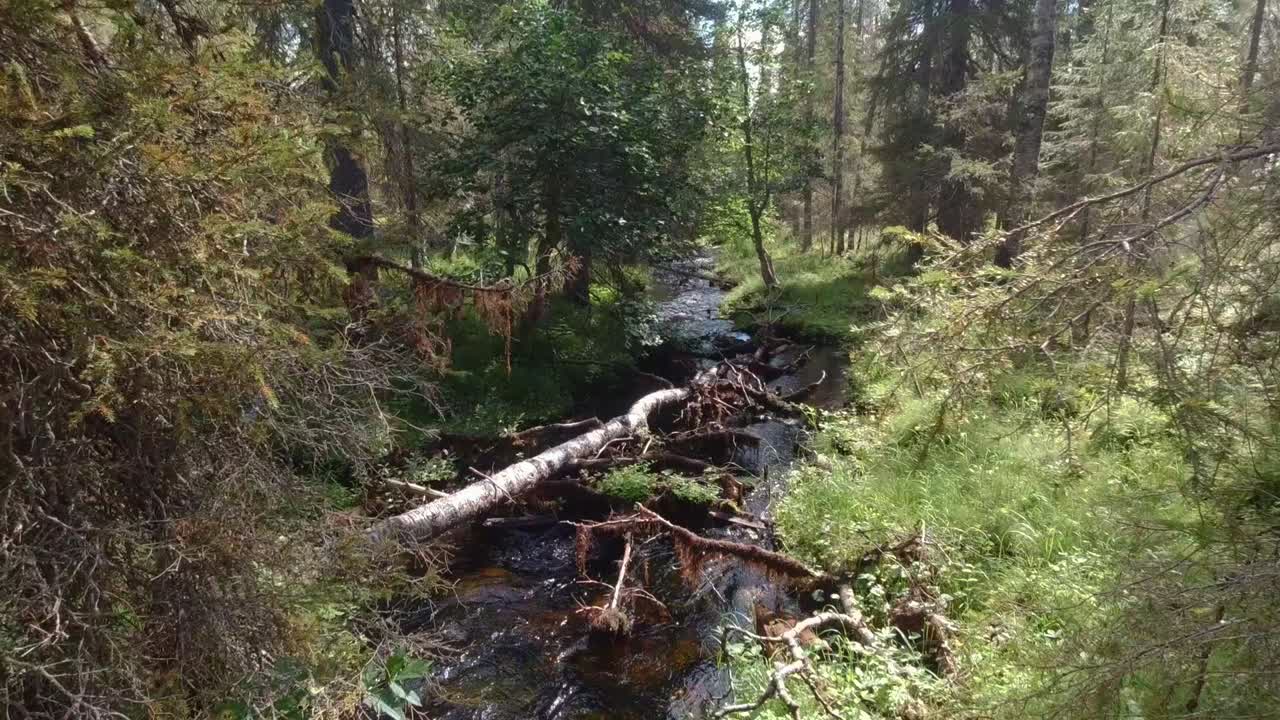 incline hacia arriba las imágenes de la corriente en el desierto del área forestal