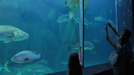 couple admiring sea turtle swimming with fish