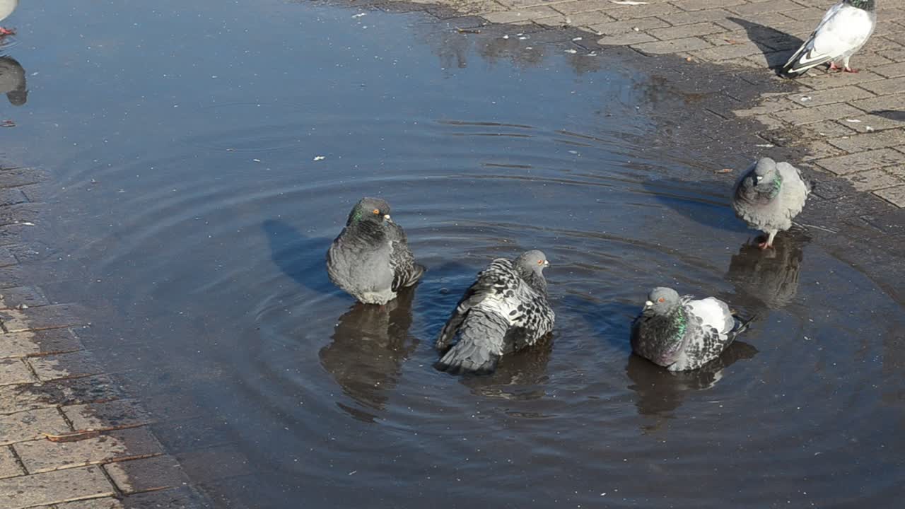 Pigeons in water. Bathing of birds