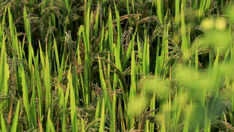 cinematic rack focus and pan of golden rice crops against sunset