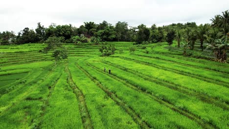 green rice fields in lombok indonesia