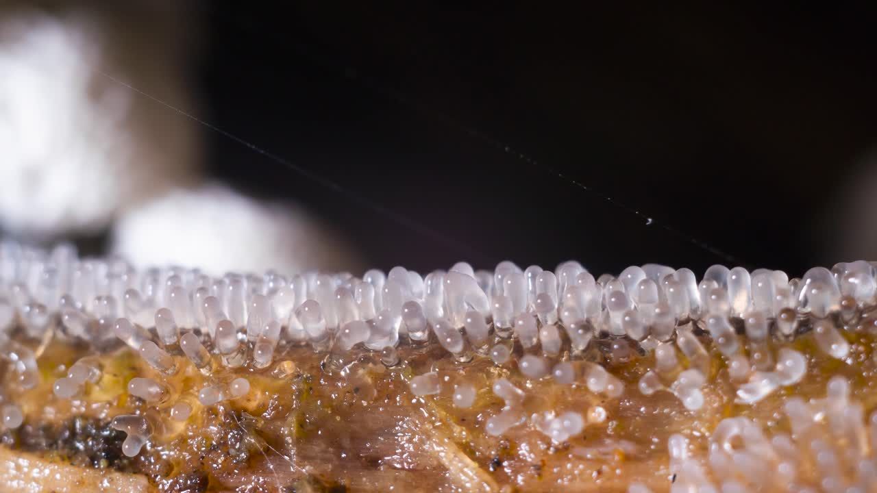 Slime mold Ceratiomyxa fruticulosa plasmodium pulsation and transformation into fruiting body time lapse