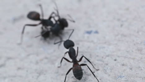 ants' communication while fighting clip 2