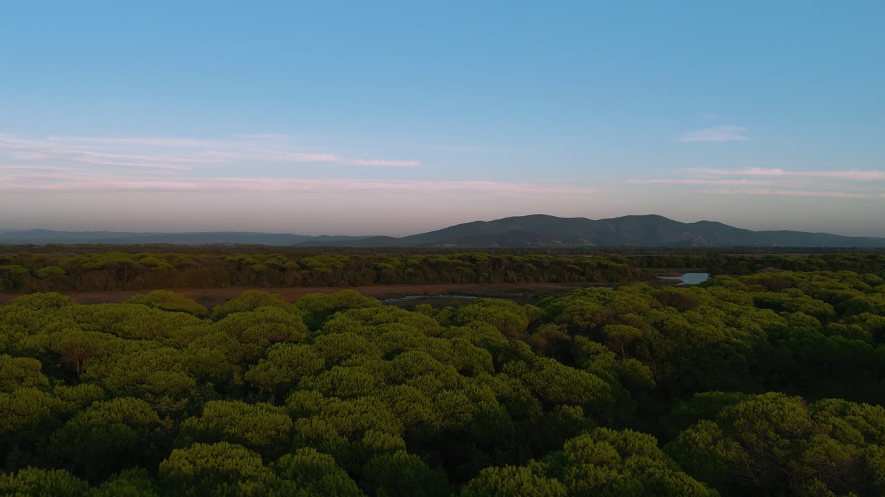 해가 지는 해변 해안과 해안 소나무 숲의 공중 드론 영상