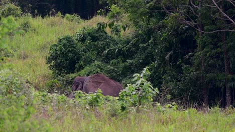 the asiatic elephants are endangered species and they are also residents of thailand