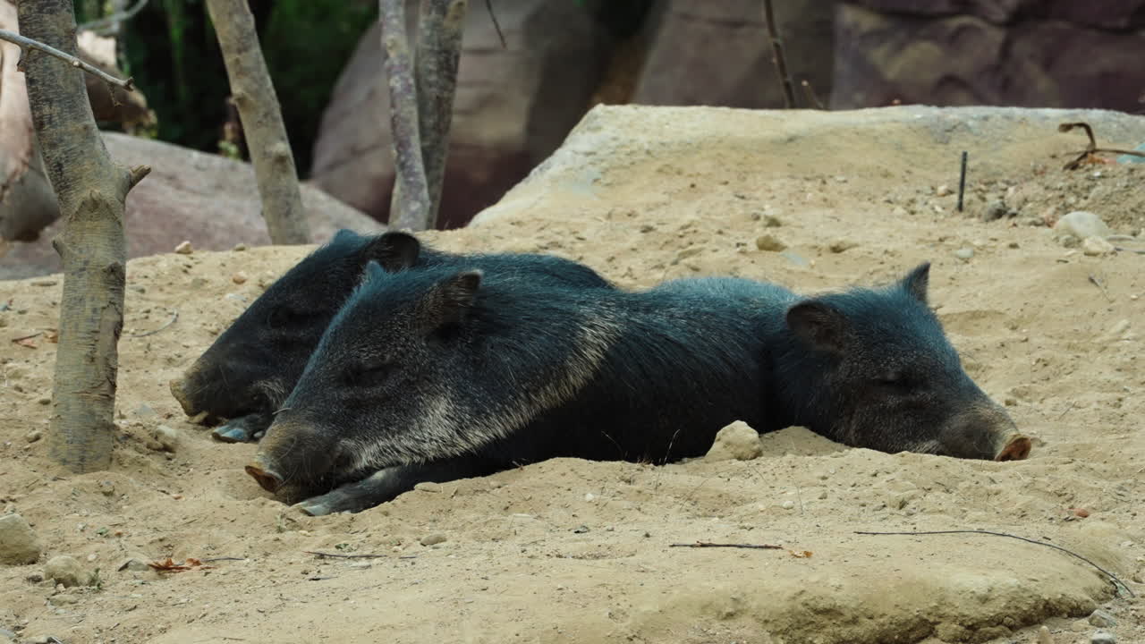 Wild hogs sleeping on sandy surface, front view