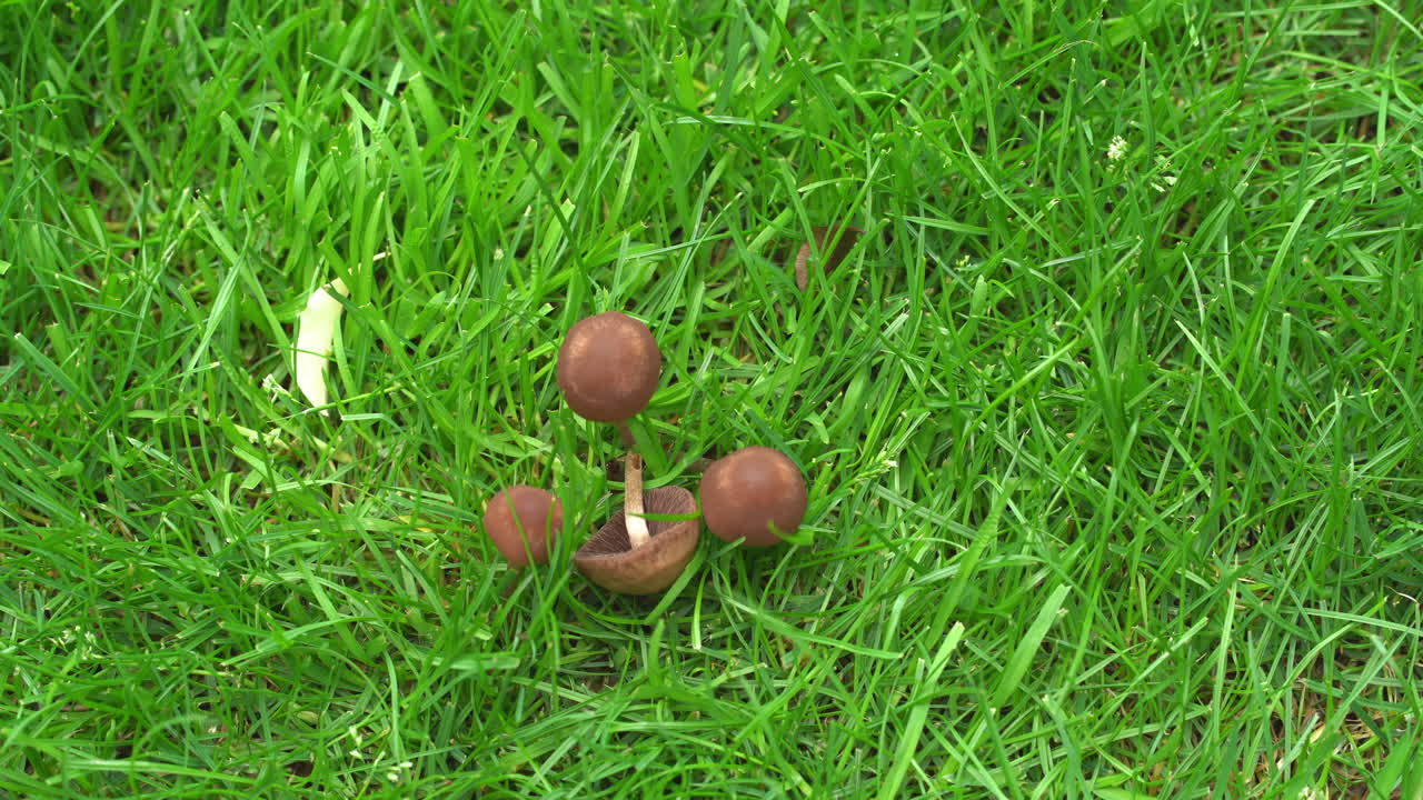 Mushrooms on the grass blowing in the wind