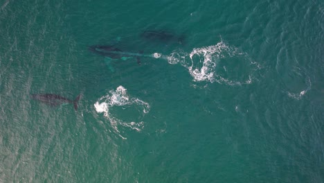 bird's eye view of family of humpback whales swimming in the blue sea. - aerial shot