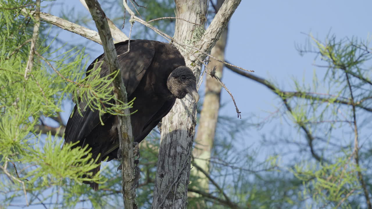 Black Vulture Perched on Cypress Tree Branch