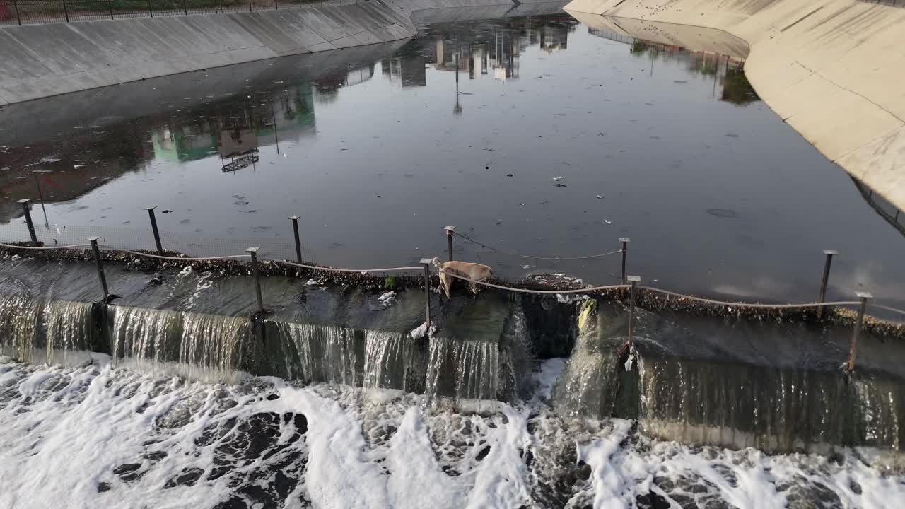 Aerial capture of dog passing through Jaipur's sewage